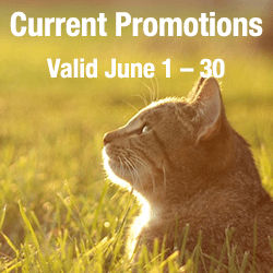 Current Promotions