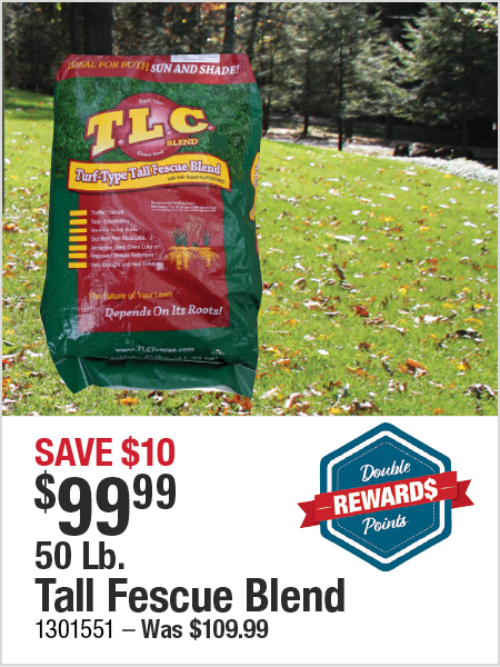 Tall Fescue