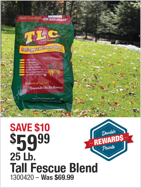 Tall Fescue